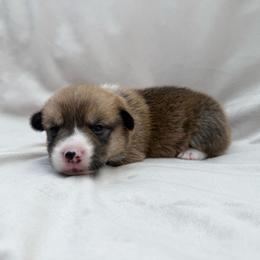 Sable Male - Sable male American Corgi puppy in Okeechobee, Florida from Gold Coast Corgis