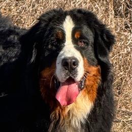 Flex - Bernese Mountain Dog