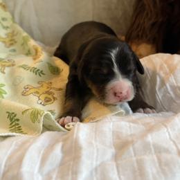 Boy 5 Josiah - male Bernese Mountain Dog puppy in Thomasville, North Carolina from Beitzel Babies