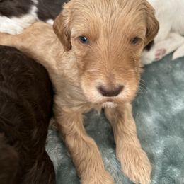 Boy 2 Red Apricot boy - Apricot male Goldendoodle puppy in Peoria, Arizona from Az Adorable Doodles