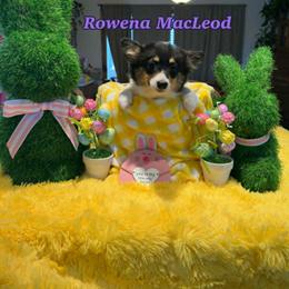 Rowena MacLeod (Fluffy) - Black and tan female Pembroke Welsh Corgi puppy in Olathe, Colorado from Rocking LJ Breeding