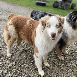 Kai - Australian Shepherd