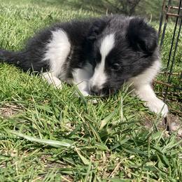 Peony - Black and white female Shetland Sheepdog puppy in Commiskey, Indiana from Windy Haven Farm