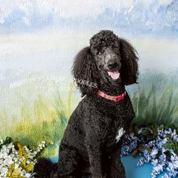 Chase - Poodle