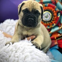 Bullmastiff Puppies from Olga Contant