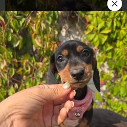 Black female 2 - Black and tan female Dachshund puppy in Phelan, California from Elite Parson Russells