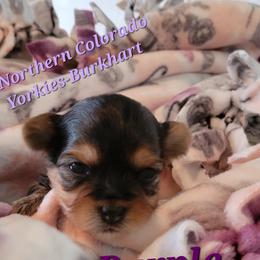 Morkies and Yorkshire Terriers from Northern Colorado Yorkies