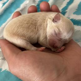 Miniature Schnauzer puppies from Bobo’s Babies Kennels