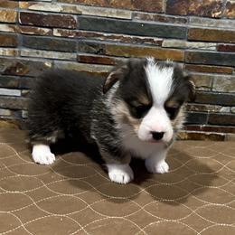 Boy 3 - Black and tan male Pembroke Welsh Corgi puppy in Visalia, California from VIP Stables