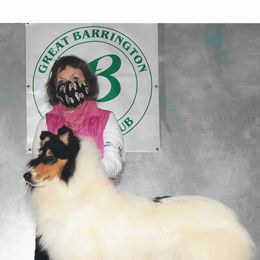 Collies from LynChris Collies