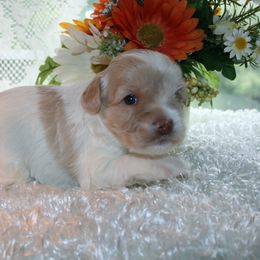 Australian Labradoodle Puppies from Windsor Creek Labradoodles