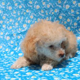 Dublin - Apricot male Poodle puppy in Greenville, South Carolina from Wendy's House Of Poodles LLC
