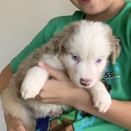 Snow Cone (AKC Red Merle with Tail) - Red merle male Miniature Australian Shepherd puppy in Douglas, Arizona from Starry-Eyed Mini Aussies with Tails