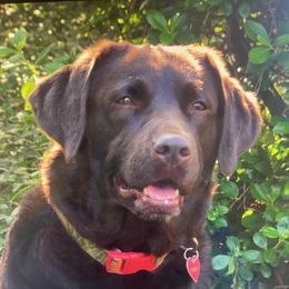 Emma - Labrador Retriever