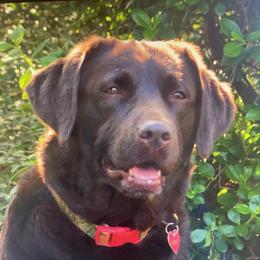 Emma - Labrador Retriever