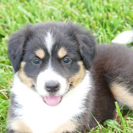 Girl 3 - Ruby - Tri-colored female English Shepherd puppy in California, Missouri from Oerly's English Shepherds