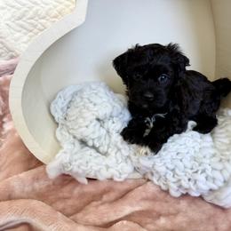 Sock - Black male Havapoo puppy in Pleasant Grove, Utah from Snuggle Buddies