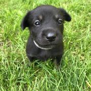 Chinook Puppies from Spook Nook Chinooks