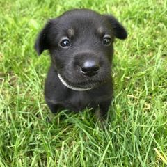 Chinook Puppies from Spook Nook Chinooks