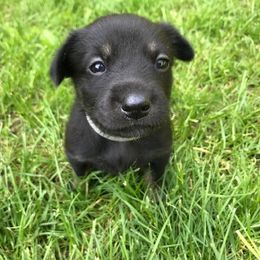 Chinook Puppies from Spook Nook Chinooks