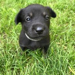 Chinook Puppies from Spook Nook Chinooks