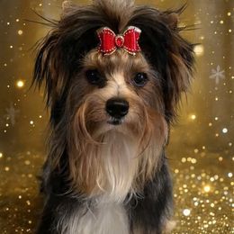 Mario - Black tan and white male Biewer Terrier puppy in Chester, South Carolina from Classic Biewers