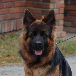 Cura - German Shepherd