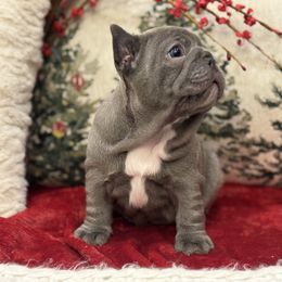 Ginger - Blue female French Bulldog puppy in Santa Rosa, California from Ingram Ranch Frenchies