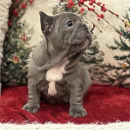 Ginger - Blue female French Bulldog puppy in Santa Rosa, California from Ingram Ranch Frenchies