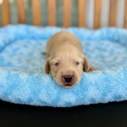 Oslo - Cream male Dachshund puppy in Crestview, Florida from Neverending Dachies