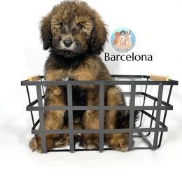 Aussiedoodle and Goldendoodle Puppies from Dandy Doodle Ranch