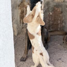 Milo (Neutered) - Dapple male Dachshund puppy in El Paso, Texas from IVK9's Dachshunds