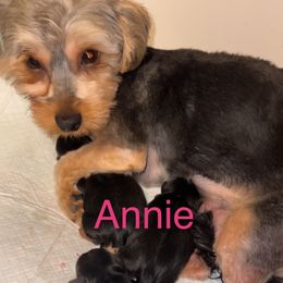 Annie - Morkie