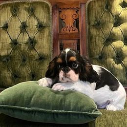 Reggie - Black white and tan male English Toy Spaniel puppy in Bloomington, Indiana from Clussexx Kennels