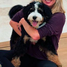 Whales - Bernedoodle