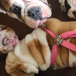 Bulldog Puppies from Pappy's Bullies