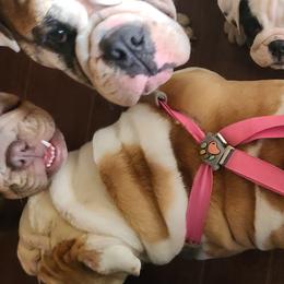 Bulldog Puppies from Pappy's Bullies