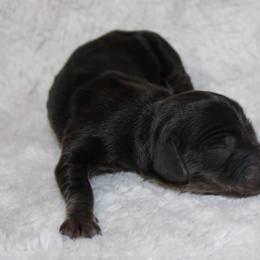 Skittles - Black and tan female Dachshund puppy in Powderly, Texas from Kuttin’ Up Mini Aussies