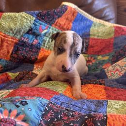 Sweetheart - White and red brindle female Whippet puppy in Oneida, Tennessee from Saving Grace