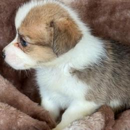 Boy 1 - Sable male Pembroke Welsh Corgi puppy in Las Vegas, Nevada from Victory Crown