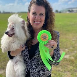 Chinese Crested and Poodle All Grown Up from Amari Miniature Poodles and Chinese Cresteds