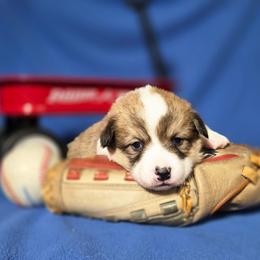 Black - Red male Pembroke Welsh Corgi puppy in Gig Harbor, Washington from Pacific Northwest Pembroke Welsh Corgis