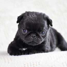 Bette - Black female Pug puppy in Caldwell, Ohio from Folklore Kennel