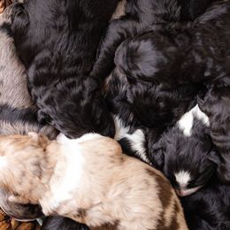 Aussiedoodle and Poodle Puppies from Stokeshire Designer Doodles