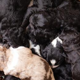 Aussiedoodle and Poodle Puppies from Stokeshire Designer Doodles