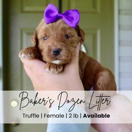 Truffle - Red  female Goldendoodle puppy in Comanche, Texas from Central Texas Doodles, LLC.