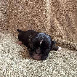 Myles - Red male Shih Tzu puppy in Sharon, Pennsylvania from Keystone Danes and Shih tzus