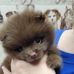 Pomeranian Puppies from Prancing Poms