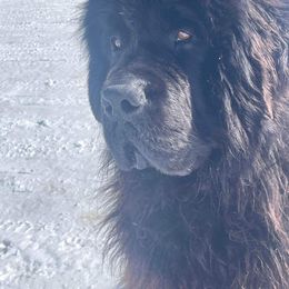 Newfoundland Puppies from Tonka Bay Newfoundlands