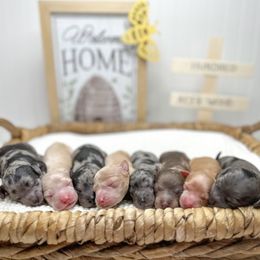 Goldendoodle Puppies from Canary Pawlm Doodles